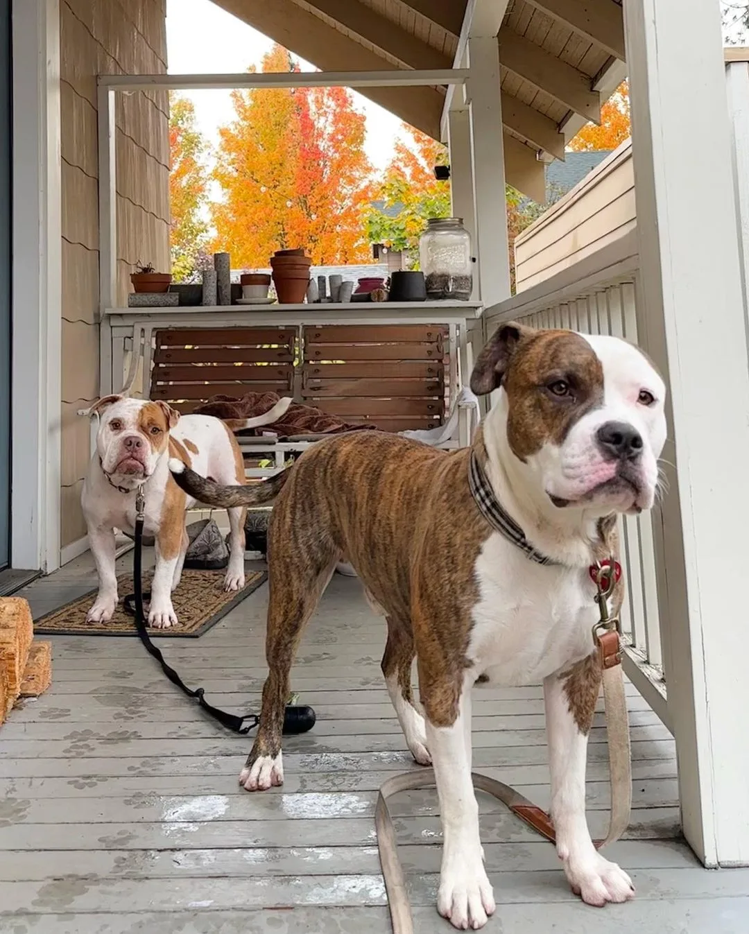 two dogs standing on front porch