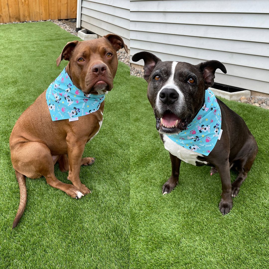 two dogs wearing blue bandanas sitting on grass