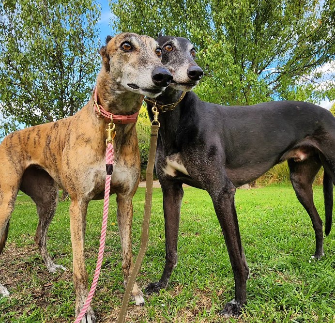 two greyhounds clinging to each other are posing
