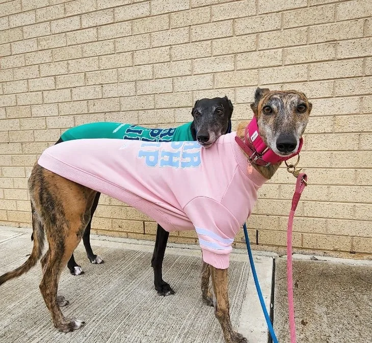 two greyhounds stand on the pavement in their wards