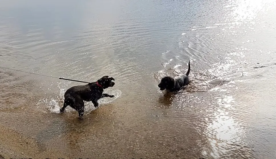 two playful dogs in the water
