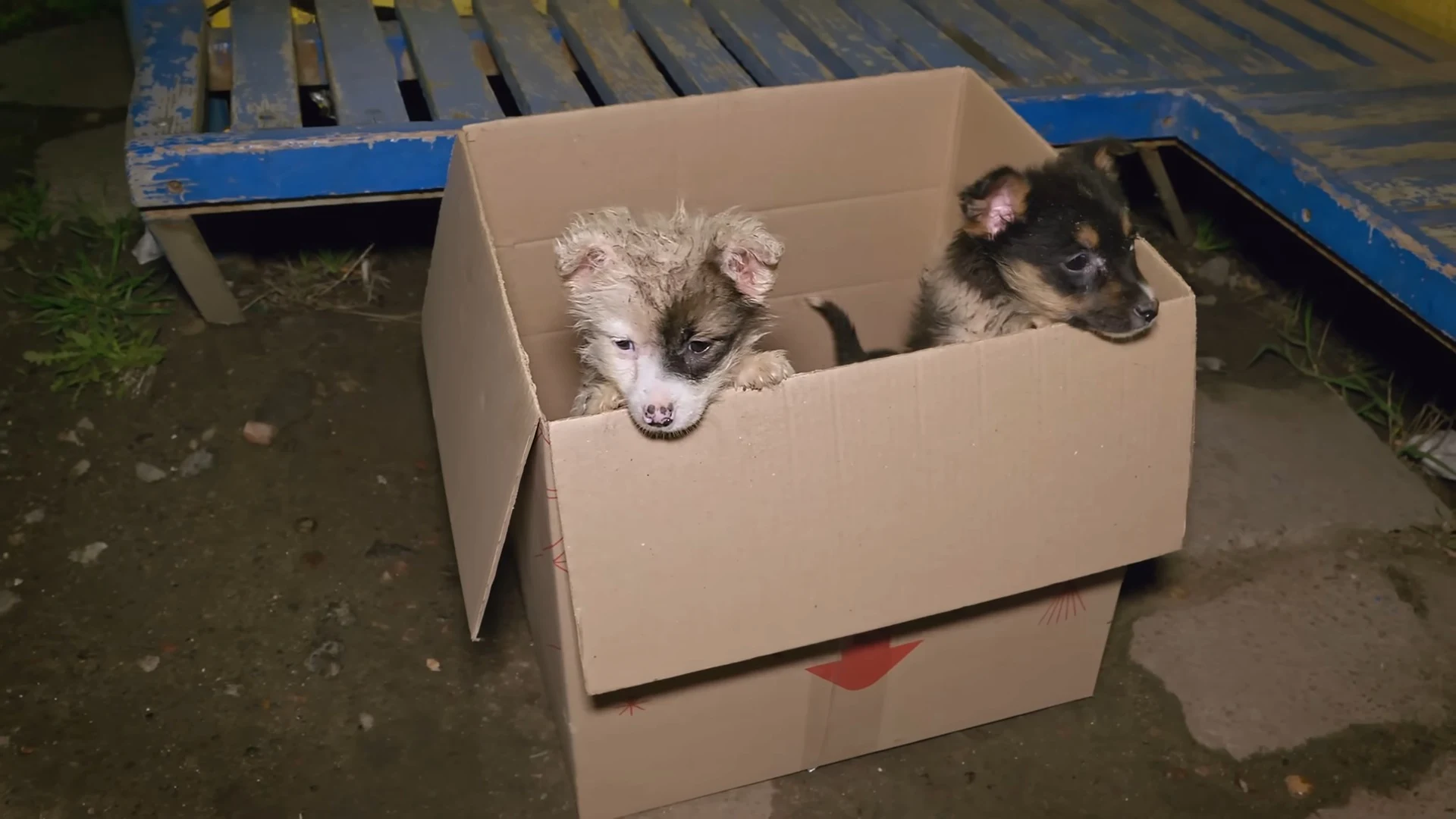 two puppies peeking out of a cardboard box