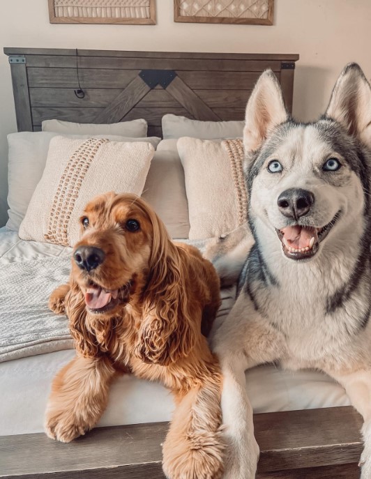 two smiling dogs are looking at the camera while lying on the bed