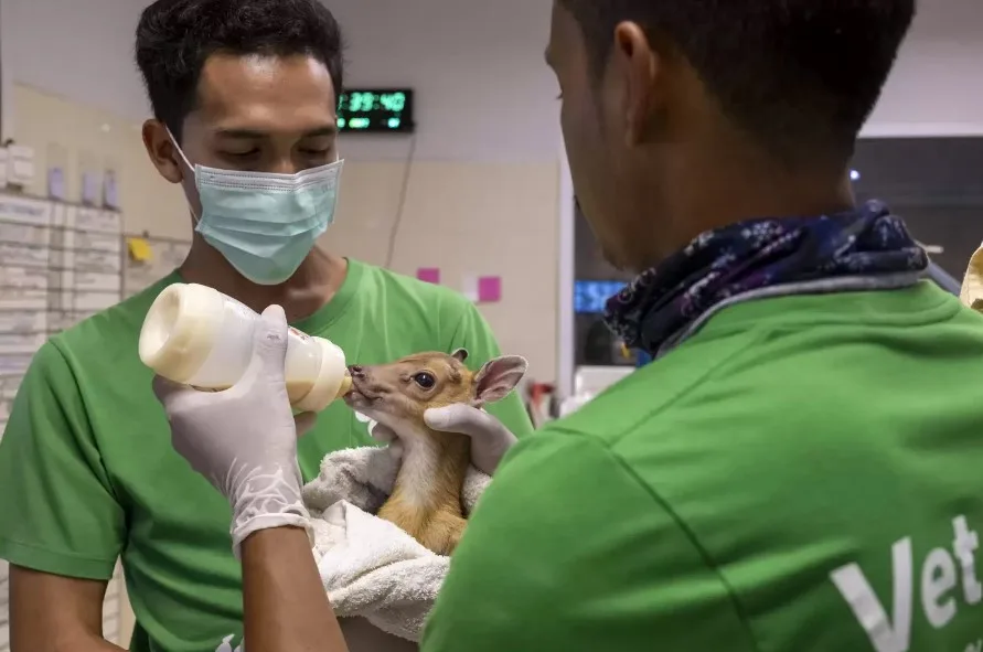 two young veterinarians feed fawns from a bottle
