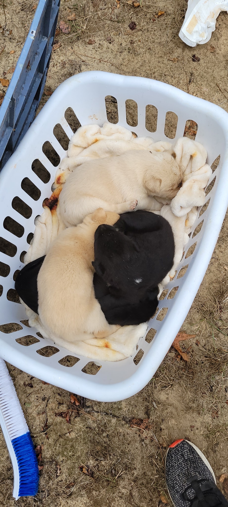 white and black puppies in a basket