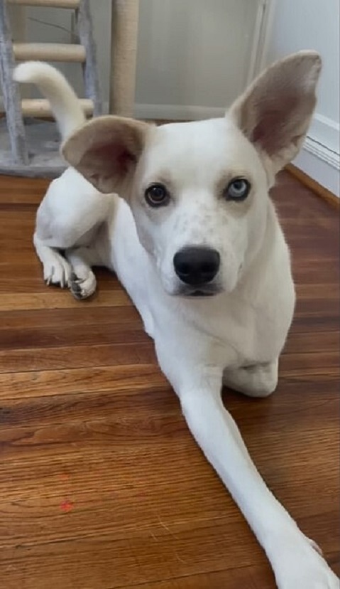 white dog with two different eye colors