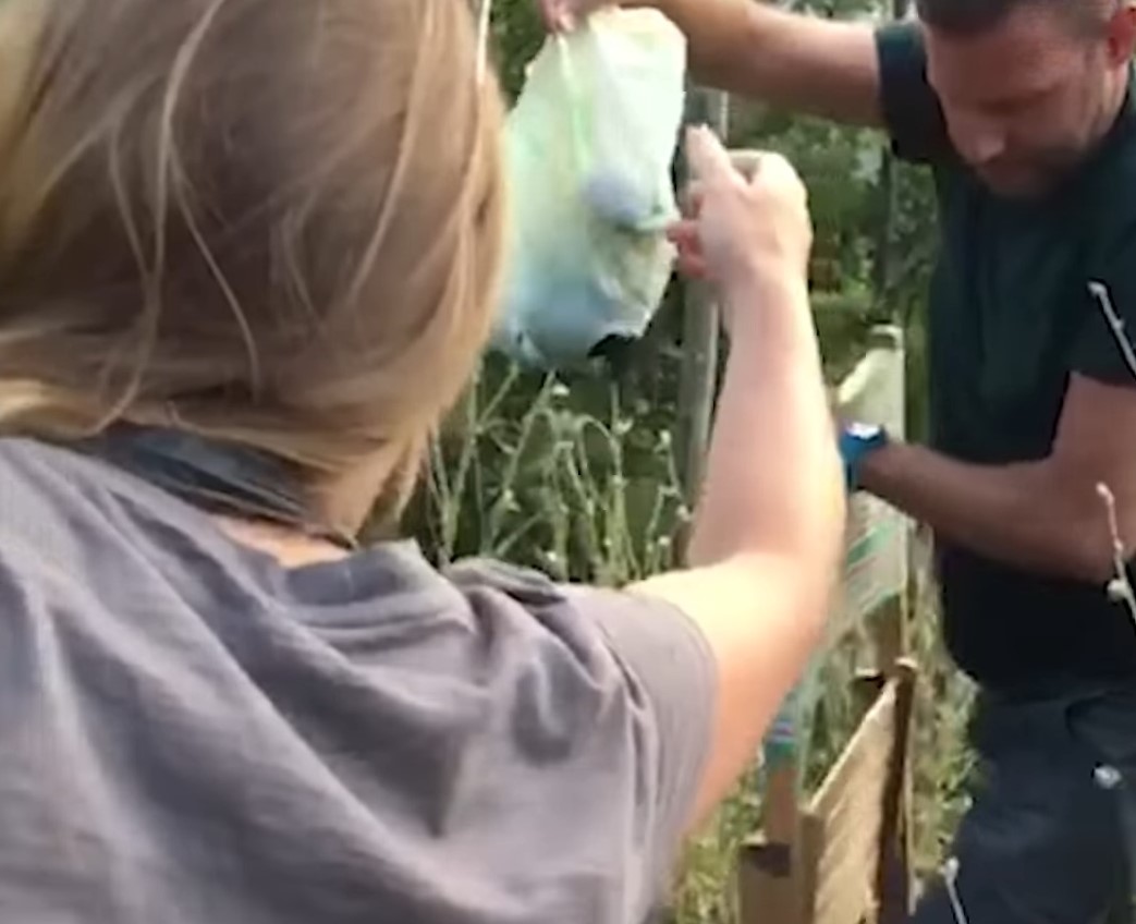 woman getting the plastic bag put of bushes