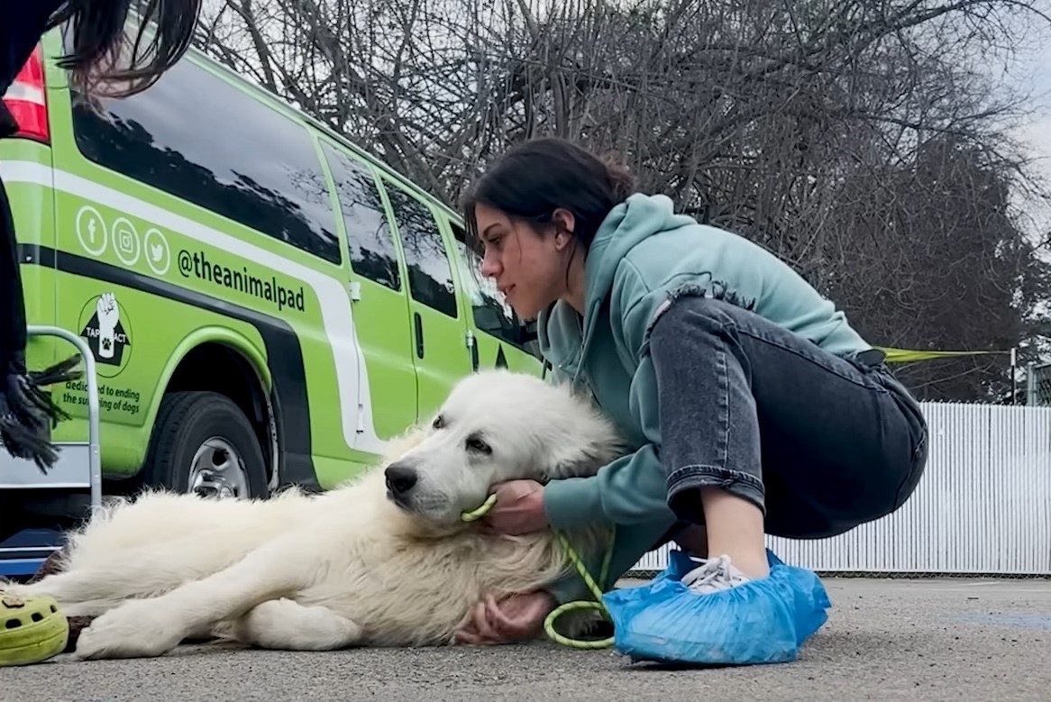 women trying to move funny dog