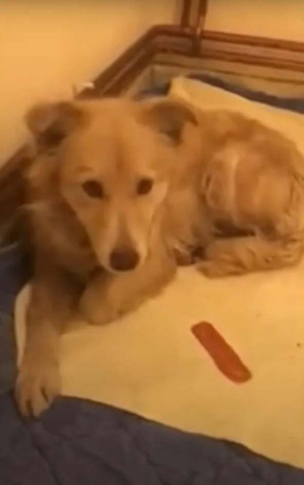 yellow dog lying on a white mat