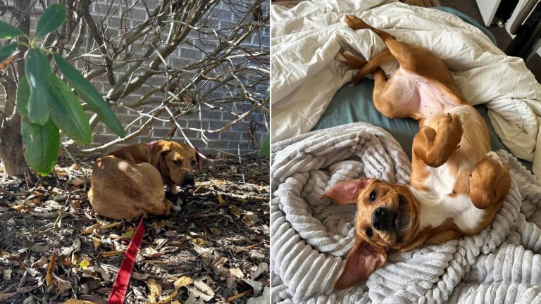 happy adopted dog