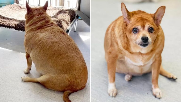 photo of overweight chihuahua