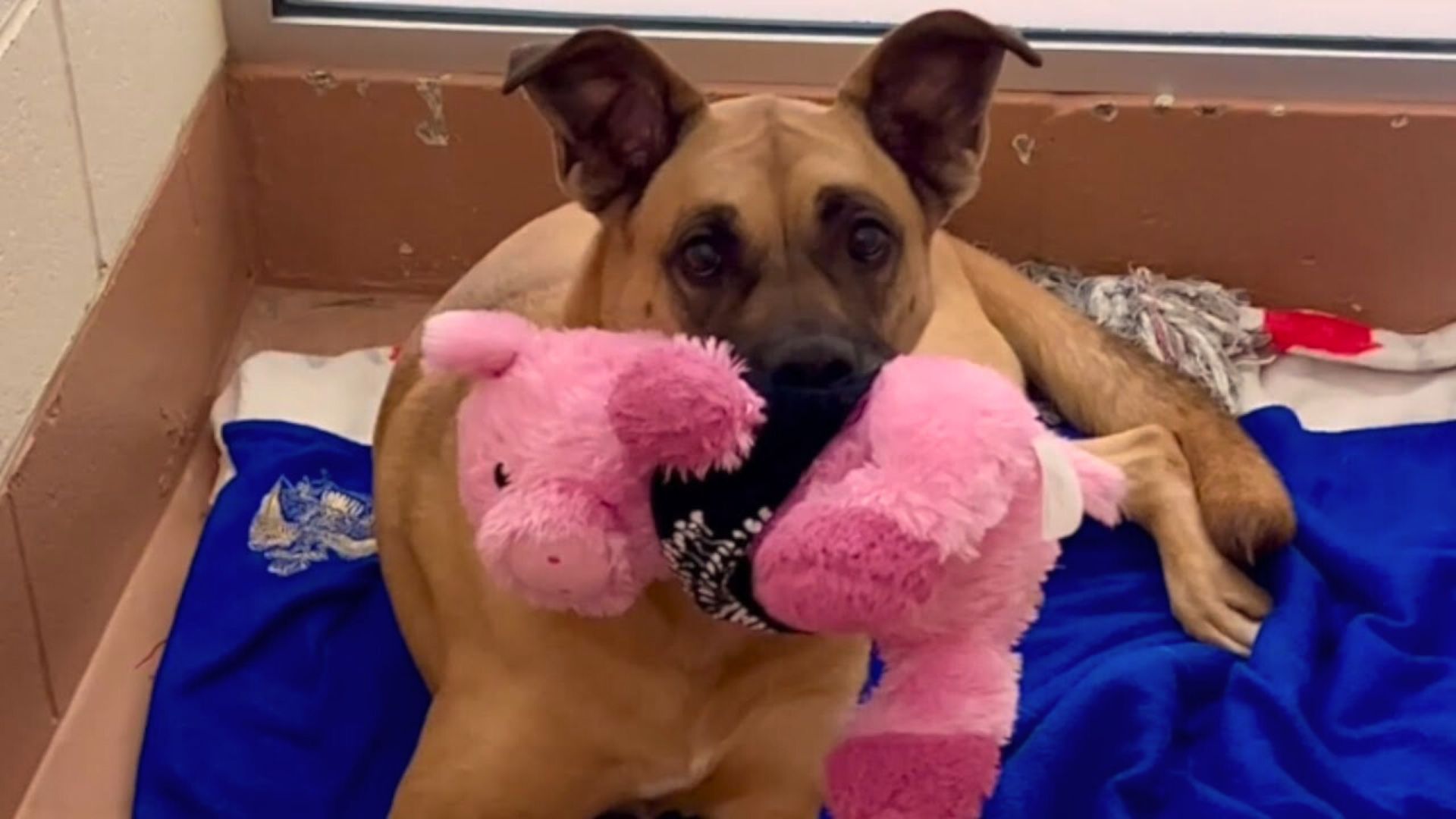 Dog Spent 3 Years In The Shelter Hoping To Find A Home But Everyone Just Ignored Her