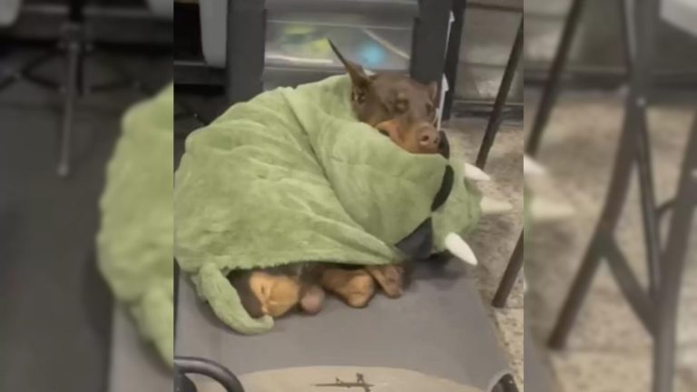 doberman with his blankets
