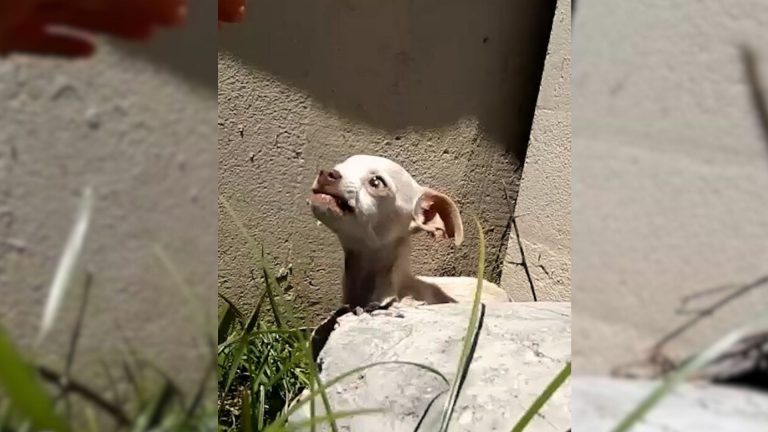 the little dog that trembles under the bridge
