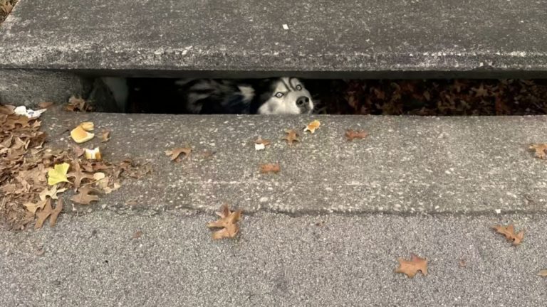 furry head sticking out of the sewer