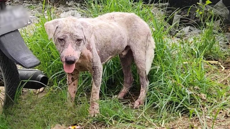 abandoned hairless dog