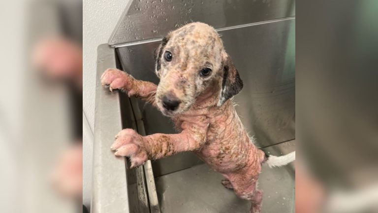 hairless stray puppy