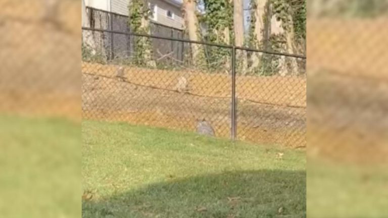 homeowner finds an owl