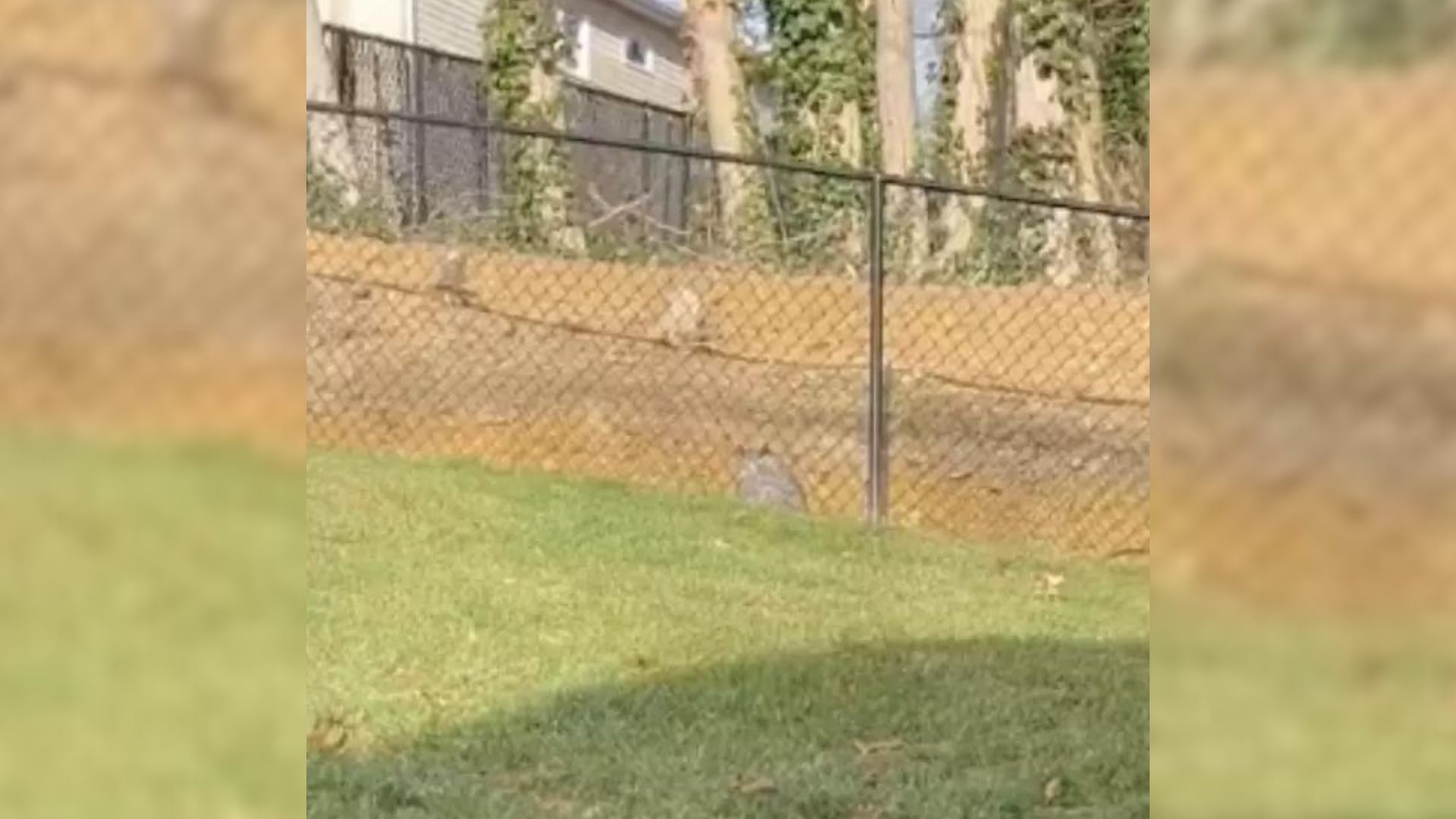 Man Saw A Brown Lump Near His Fence And Went To Investigate What It Was