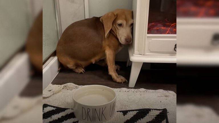 scared beagle