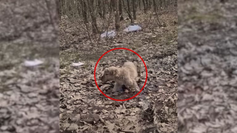 lost puppy