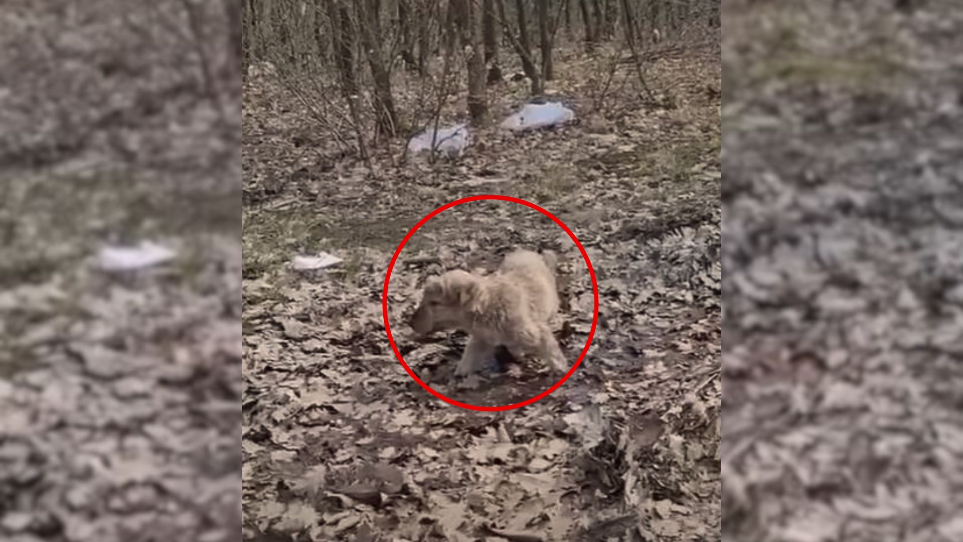 This Puppy Ate Leaves To Survive But Then He Met Someone Really Truly Special