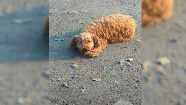 stray one-eyed dog