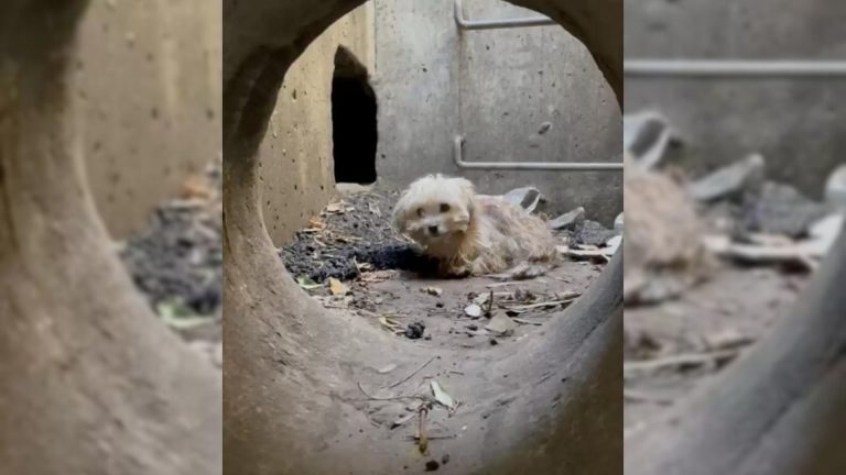 puppy trapped in storm drain