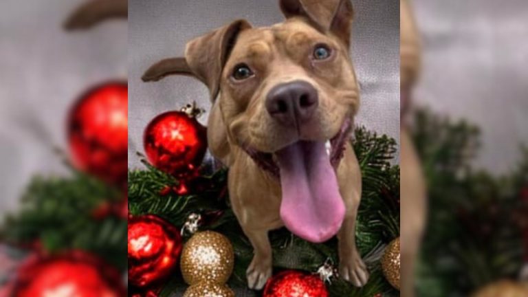 emotional dog on christmas