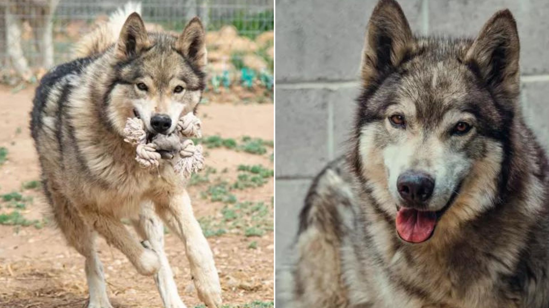 A Stray Dog ​​Who Looked “Different” Was Able To Find Happiness Despite All Odds