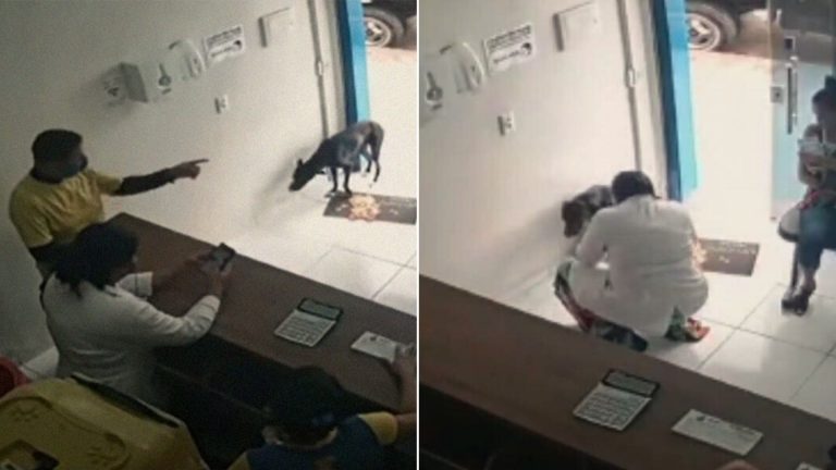 stray dog in vet clinic
