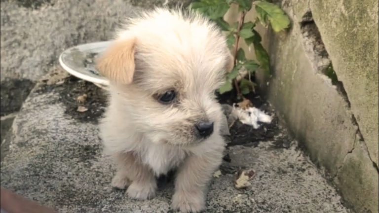 abandoned white puppy