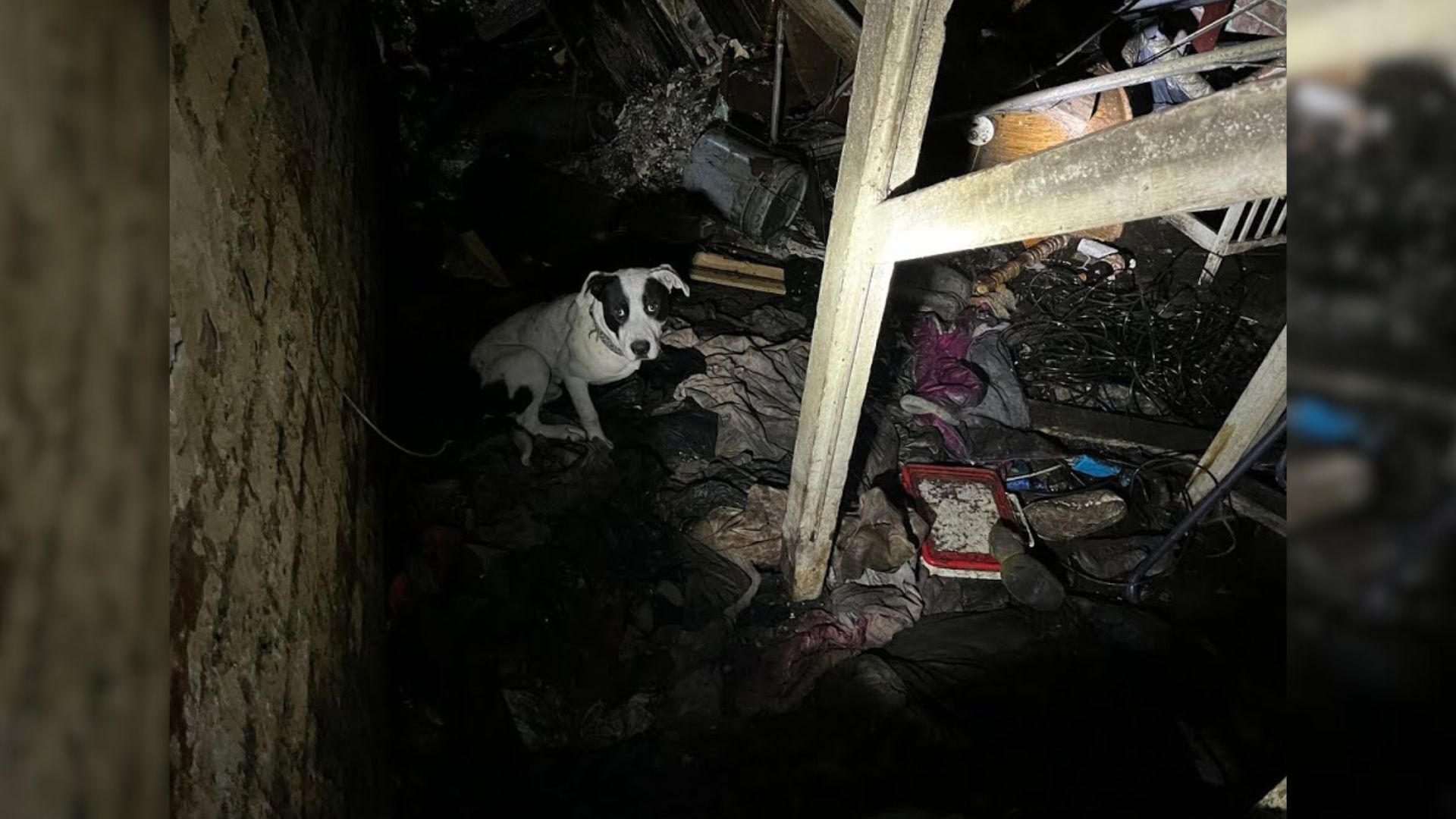 A Sweet Dog Was Completely Trapped In An Abandoned House Before His Rescuers Came