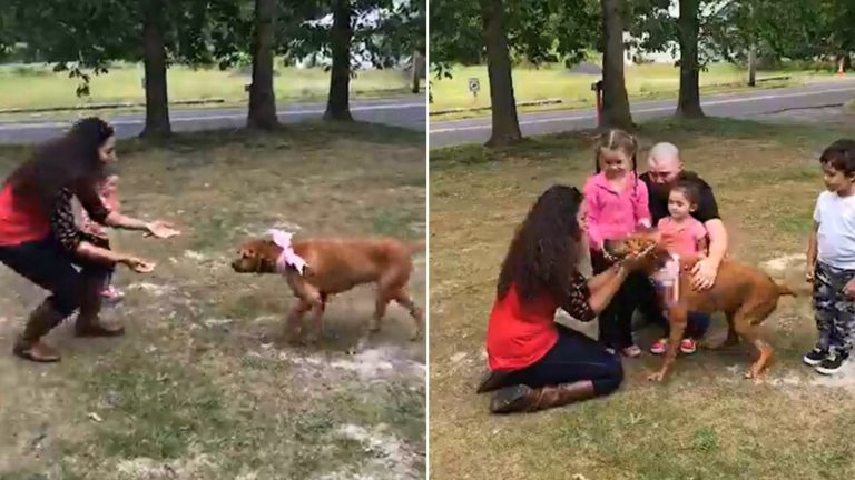 dog and its family