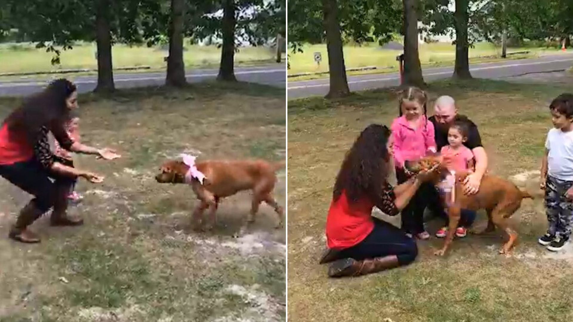 dog and its family