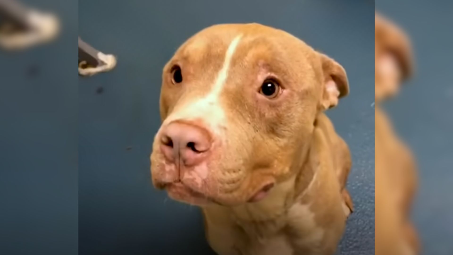 Overlooked Pitbull Was Hours Away From Euthanasia Until A Kind Man Showed Up