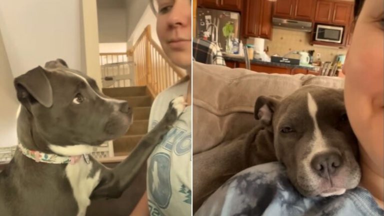 rescue dog and woman