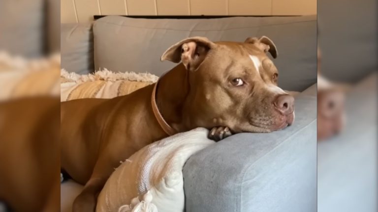 shelter pup on the couch