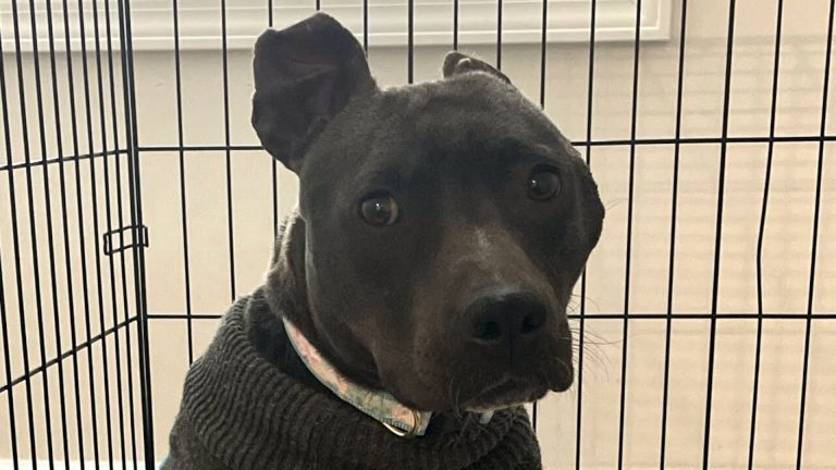 black pitbull close-up photo
