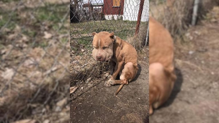 wounded dog shows his colors again