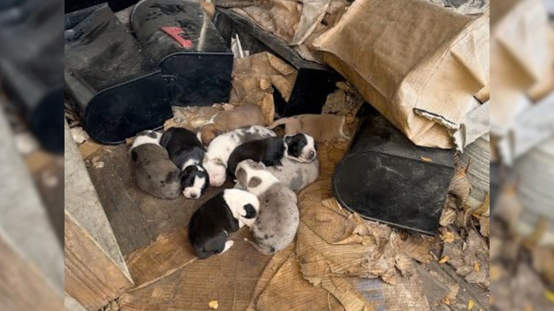 Amazing Rescuers Saved A Mama Dog Who Was Very Protective Of Her Puppies