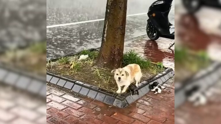 An Abandoned Mama Dog Who Kept Barking At Pedestrians