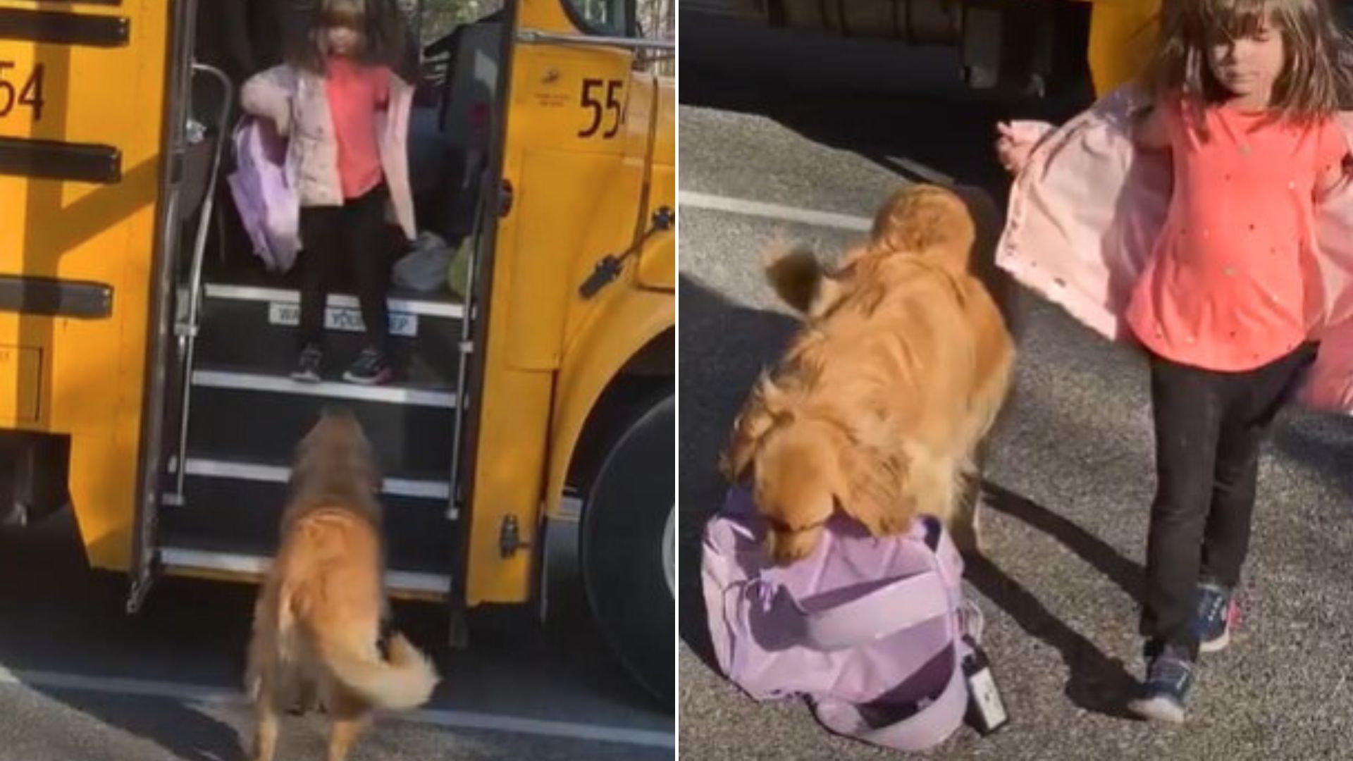 An Adorable Pup Comes To The Bus Stop Every Day To Pick Up His Little Human