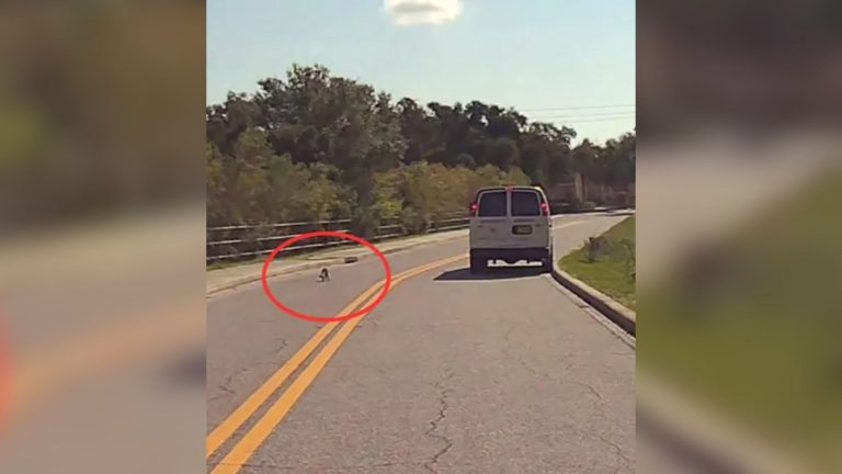 animal on road got its head stuck in the jar
