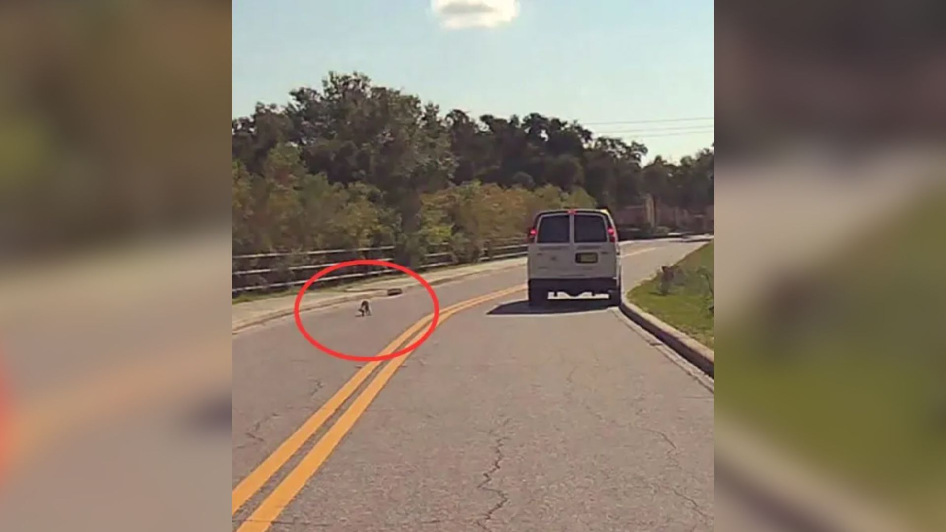Rescuers Shocked To Find An Animal With Its Head Stuck In Jar On The Road