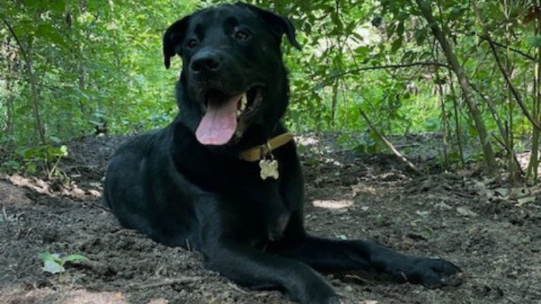 anxious dog found new family