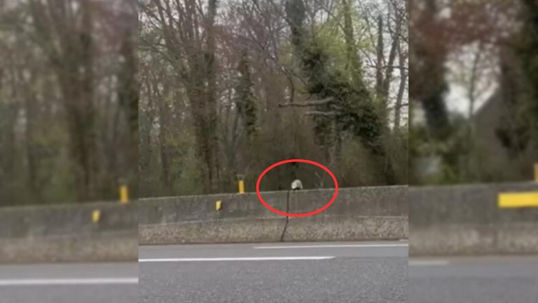 wild animal stuck on the highway