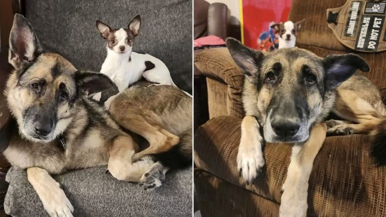 german shepherd falls in love with puppy