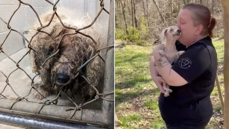 man holding blind senior pup