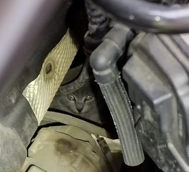 Cat stuck under car parts